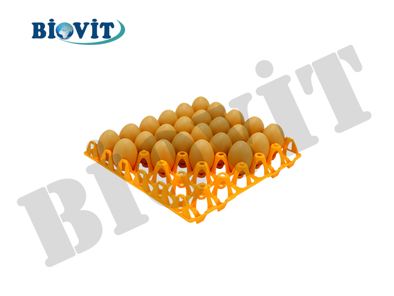 PLASTİK TAVUK YUMURTASI VİYOLÜ (30'LU)