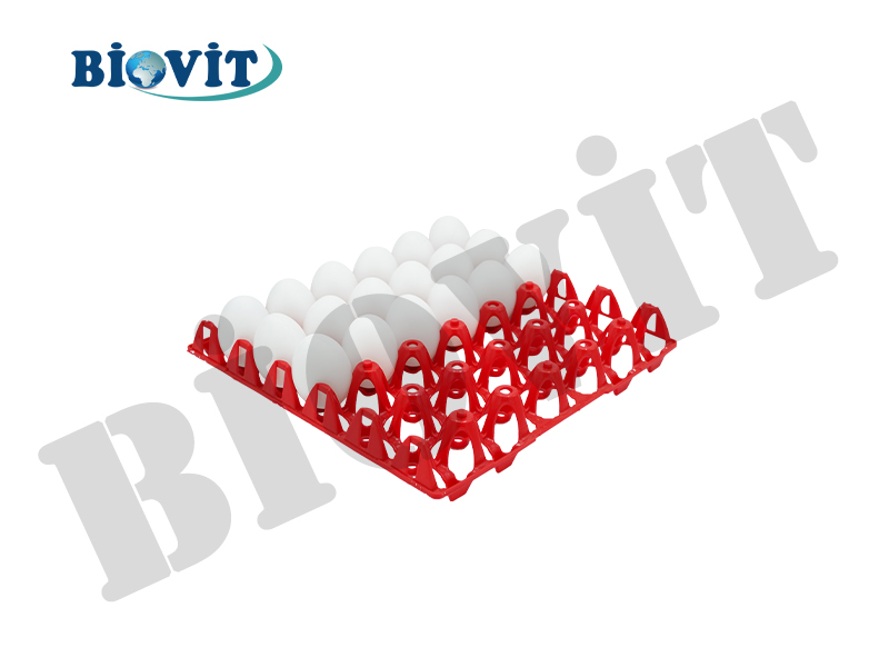 PLASTİK HİNDİ / ÖRDEK YUMURTASI VİYOLÜ (20'Lİ)