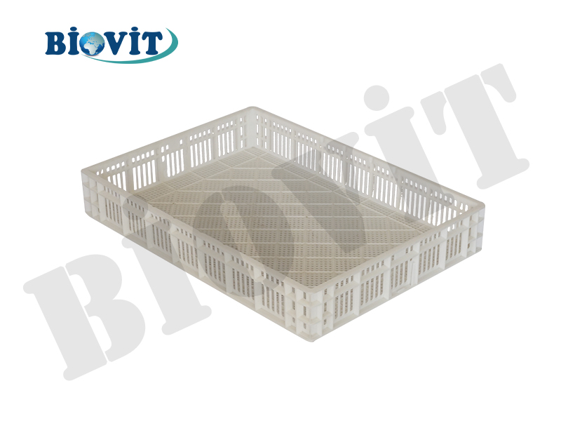 CİVCİV ÇIKIM SEPETİ (150 LİK)