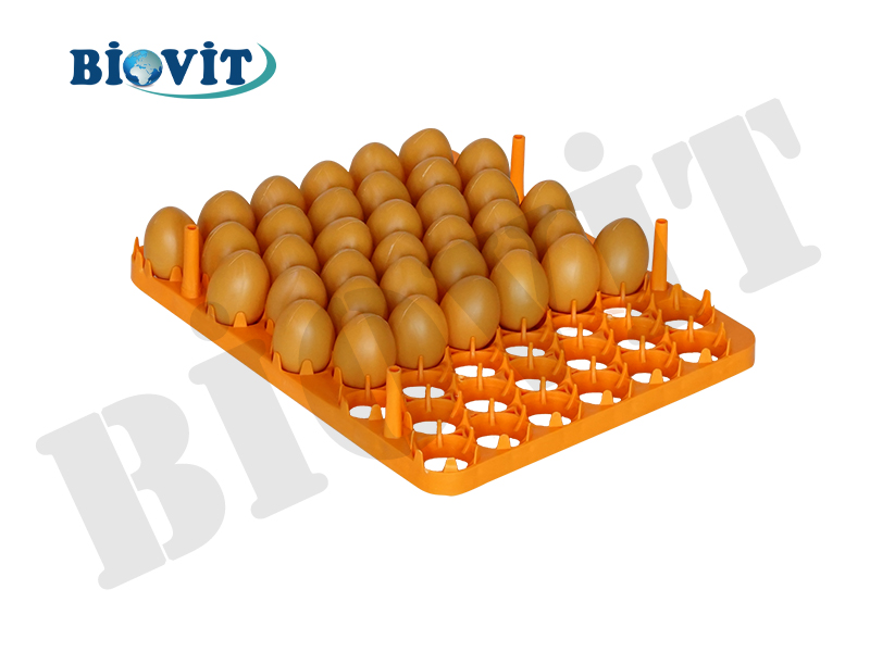 GELİŞİM VİYOLÜ (54'LÜK)
