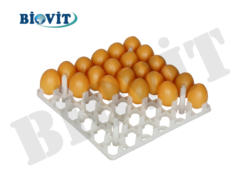CİVCİV GELİŞİM VİYOLÜ (36 LIK)
