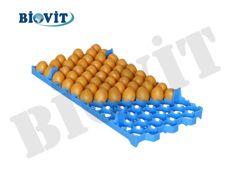 GELİŞİM VİYOLÜ (77 LİK)