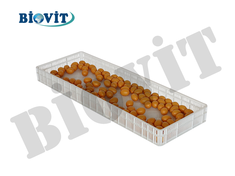 CİVCİV ÇIKIM SEPETİ (168 LİK)